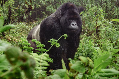 Imagen de Uganda- Gorilas & Chimpance