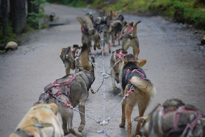 Imagen de Parque Nacional Denali y el Interior de Alaska