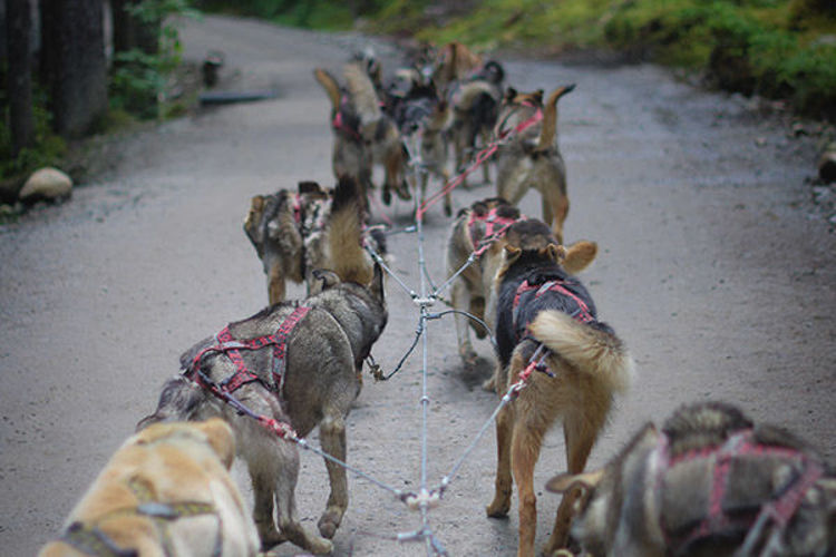 Imagen de Parque Nacional Denali y el Interior de Alaska